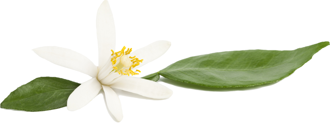 White-Flower